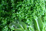 Hemianthus callitrichoides - emers -