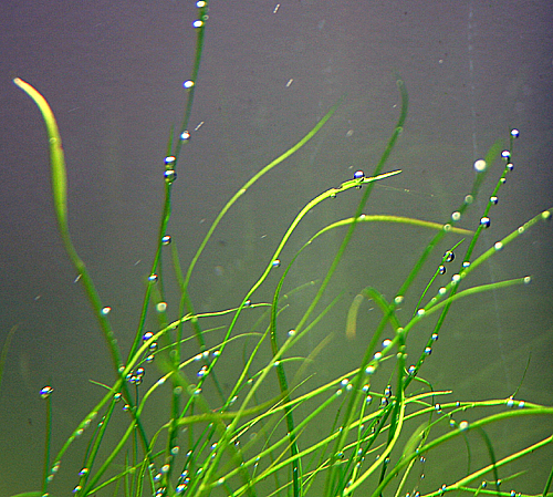 Potamogeton octanterus