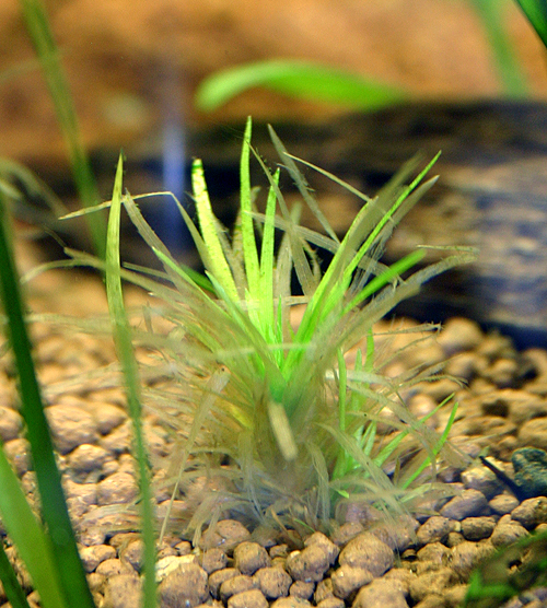 Tonina spec. ?