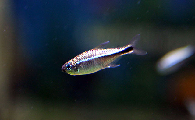 Hemigrammus rodwayi