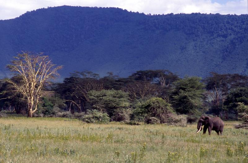 Ngorongoro Elephant