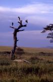 Maribou Storks on Snag