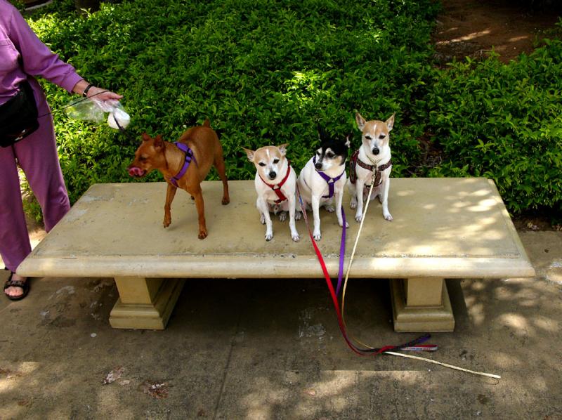 Canine Quartet, Balboa Park, San Diego, California, 2004