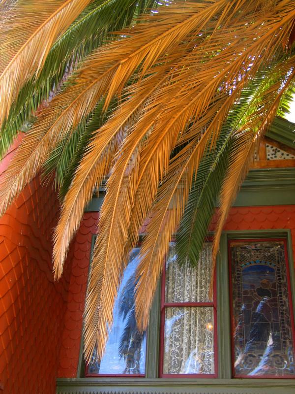 Colors and Textures of the Palm, Villa Montezuma, San Diego, California, 2004
