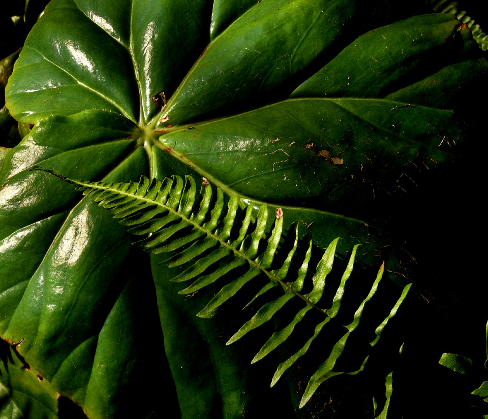 Plant on plant, Balboa Park, San Diego, California, 2004