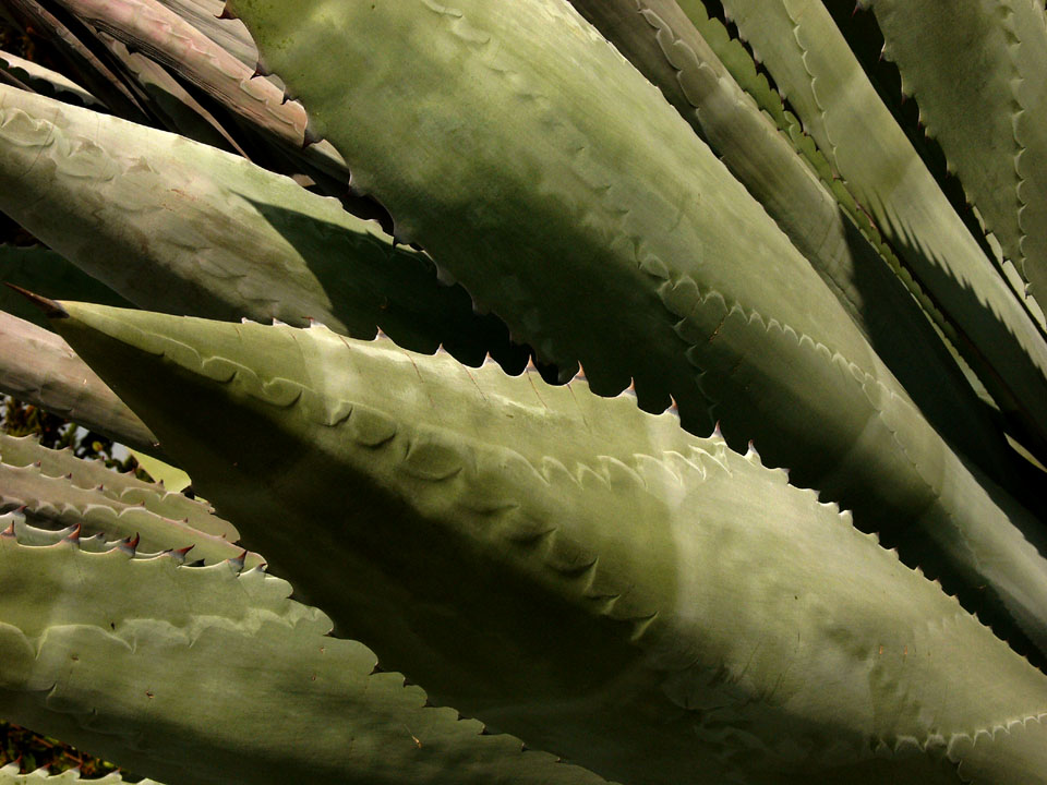 Detail, Yucca, Cabrillo National Park, San Diego, California, 2004