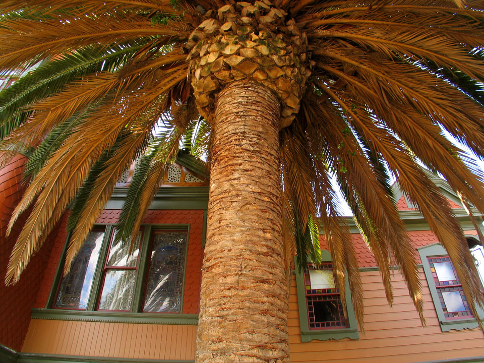 Living Umbrella, Villa Montezuma, San Diego, California, 2004