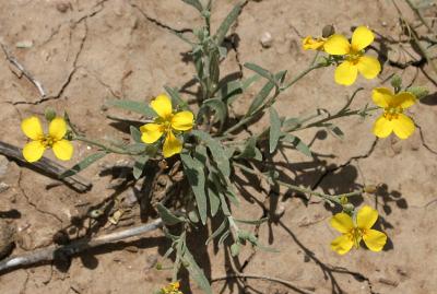 Mud cracks _and_ flowers