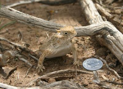 Horny toad, Portal, AZ, 2004