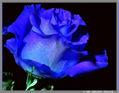 BLUE-ROSE-SP.jpg