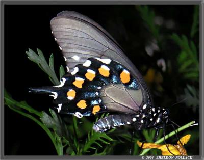 E.Black-Swallowtail-sp-.jpg