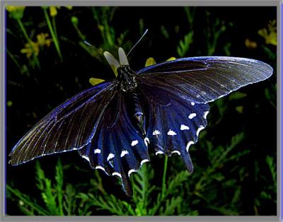 pipevine-swallowtail--.jpg