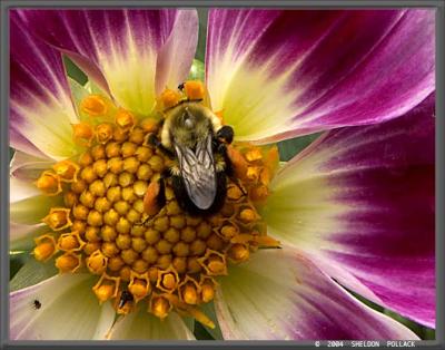 BEE-ON-THE-DAHLIA---SP.jpg