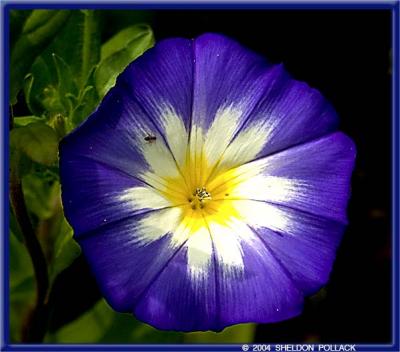 u43/pollackphoto/medium/33600928.blueflowerwithbug.jpg