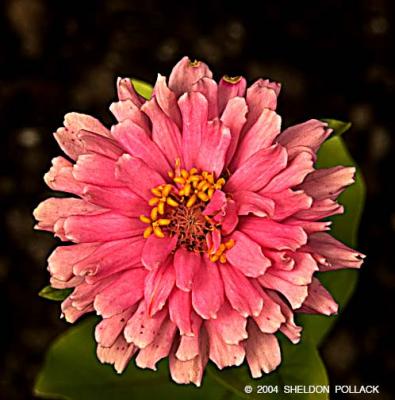 u43/pollackphoto/medium/33600938.pinkflower12.jpg