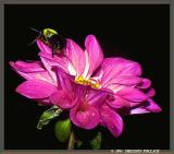 BEE-ON-THE-DAHLIA-SP.jpg
