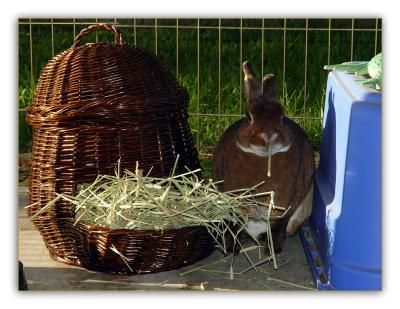 Beezer's New Hay Basket