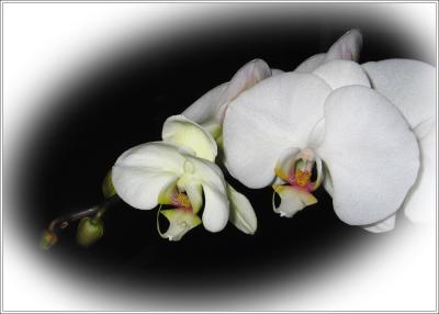 Stem of White Orchids