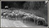 Sheep along the road