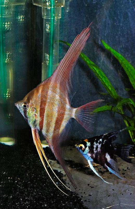 Pterophyllum altum