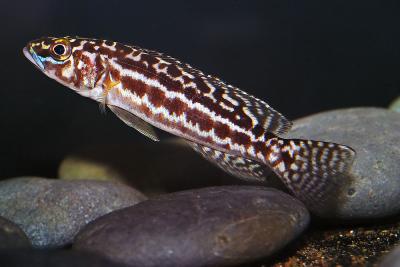 Lamprologus kendali