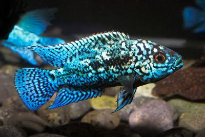 Taiwanese Blue Dempsey