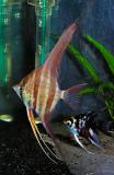 Pterophyllum altum