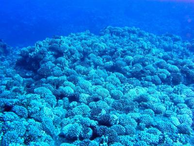 abundante coral