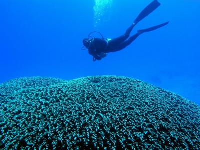 Cristin sobre el Coral Gigante