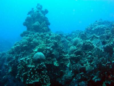 muchos corales