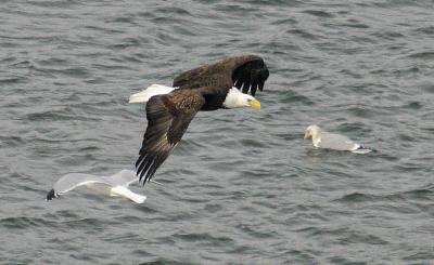 Bald Eagle and Gulls