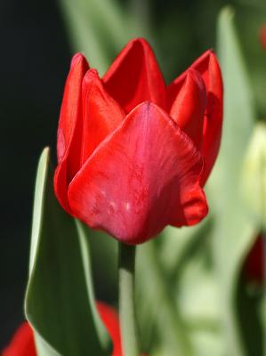 Red Tulip