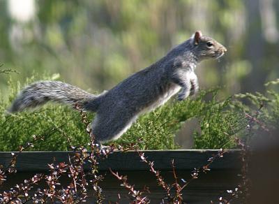 Rocket Squirrel