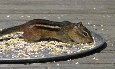 Hogging It All!