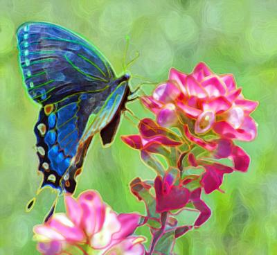 Jeff's Butterfly