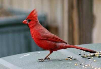Proud Cardinal