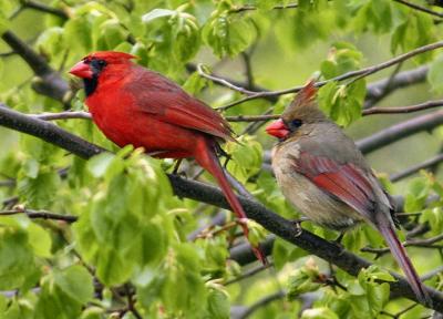 Feathered Friends