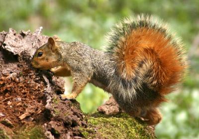 Must be a nut here!