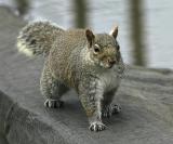 Strut