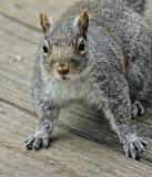 Startled
