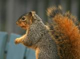 Flaming Tail