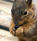 Yummy Seed