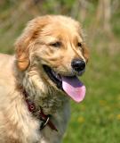 Golden Retriever Pup