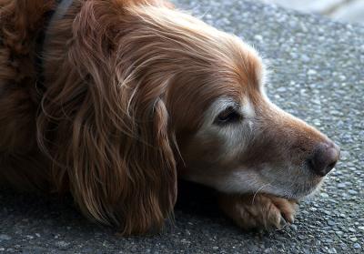old dog.jpg