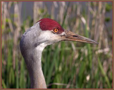 u43/ptkitty/medium/27861914.Crane.jpg