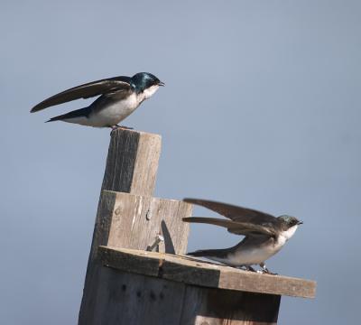 Tree Swallows