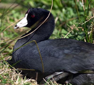 Coot.jpg