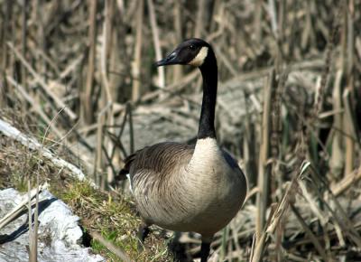 Canadian Goose.jpg