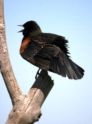 Singing Blackbird.jpg