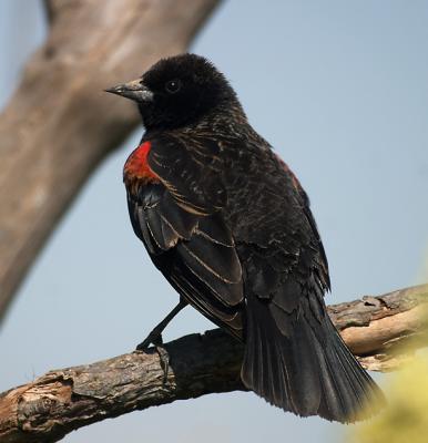 Redwinged Blackbird.jpg